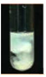prcipit blanc doxalate de calcium