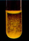 prcipit jaune de picrate de potassium