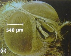 il de la mouche