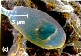 tte d'un spermatozode