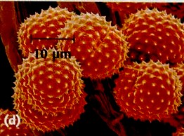 grain de pollen