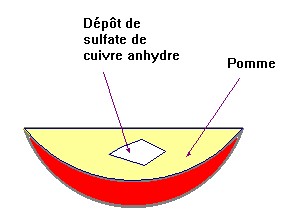 pomme + sulfate de cuivre anhydre