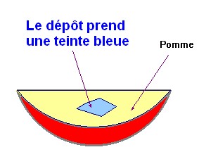 pomme + sulfate de cuivre anhydre