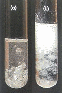 pr�cipit� blanc d'hydroxyde de zinc II