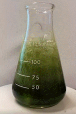 Erlenmeyer 04