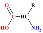 acides alpha-amins