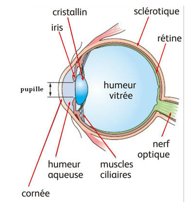 oeil