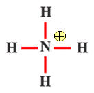 NH4+