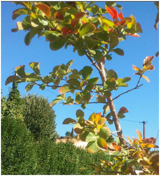 feuille