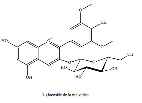 3-glucoside de la malvidine,