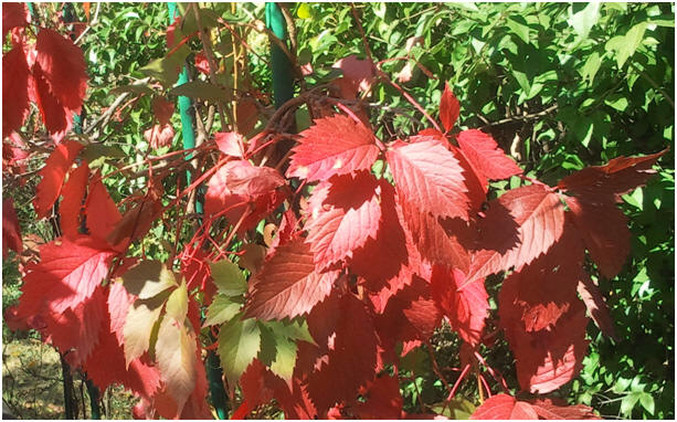feuille