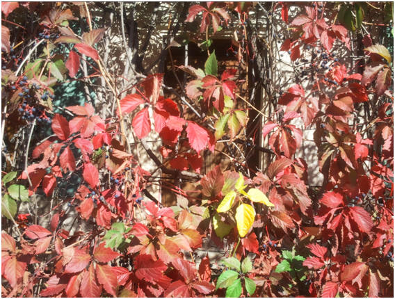 feuille