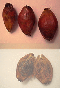 fruits du palmier