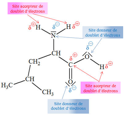 leucine