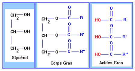 molcules
